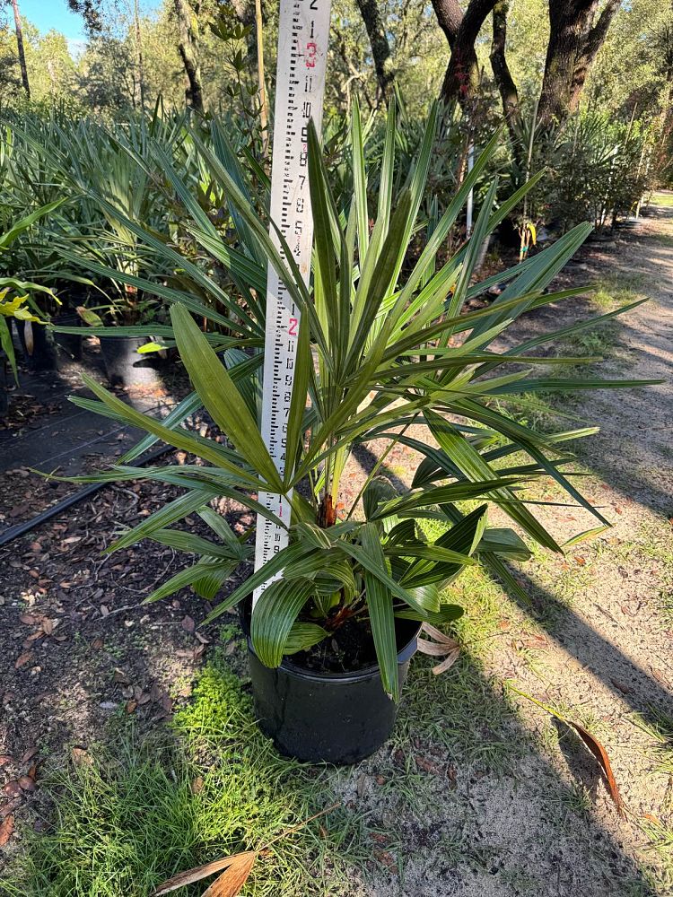 rhapidophyllum-hystrix-needle-palm