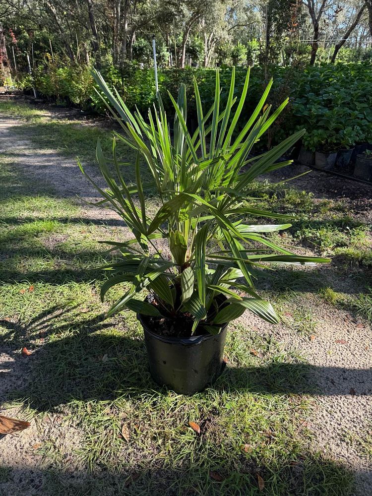 rhapidophyllum-hystrix-needle-palm