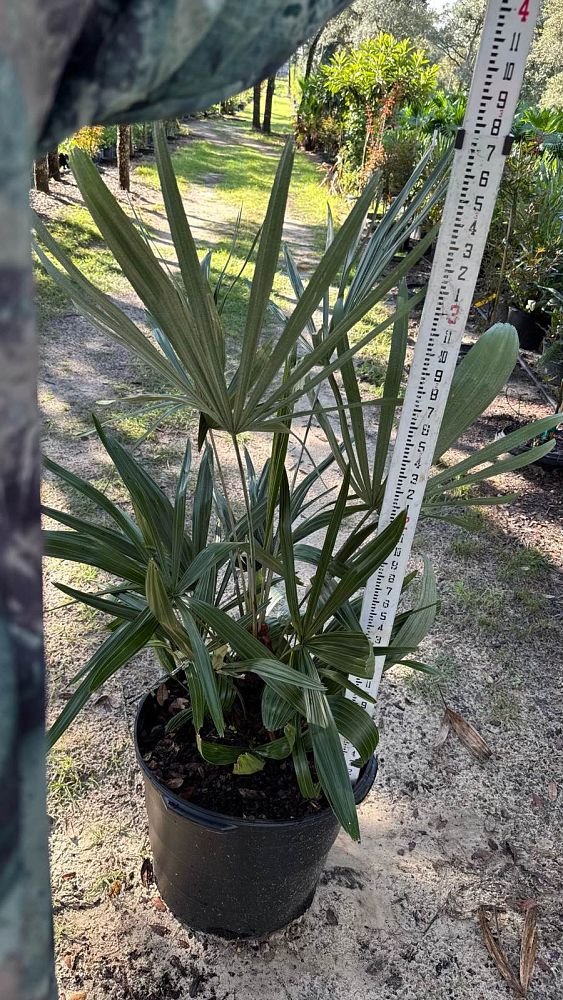 rhapidophyllum-hystrix-needle-palm