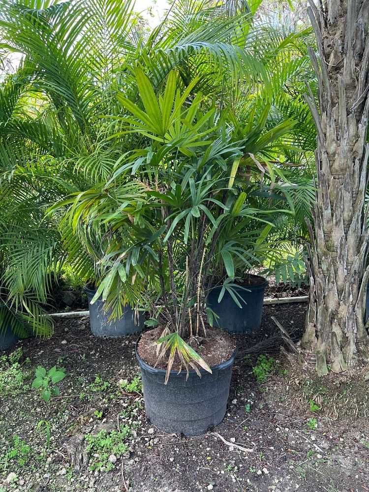 rhapis-excelsa-florida-lady-palm