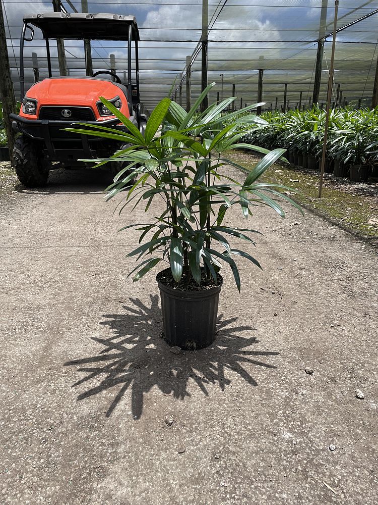 rhapis-excelsa-florida-lady-palm