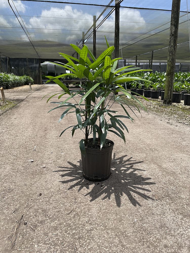 rhapis-excelsa-florida-lady-palm