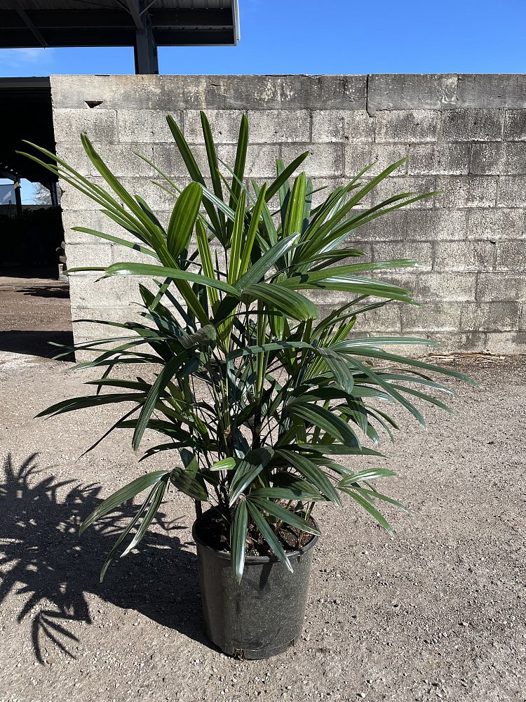 rhapis-excelsa-florida-lady-palm