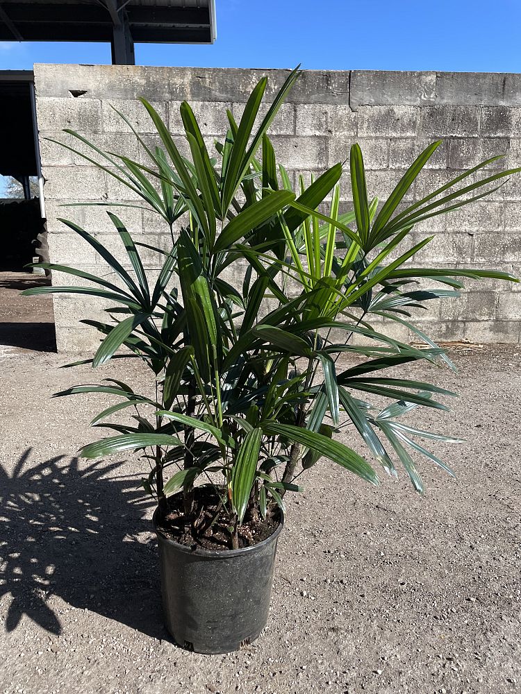 rhapis-excelsa-florida-lady-palm
