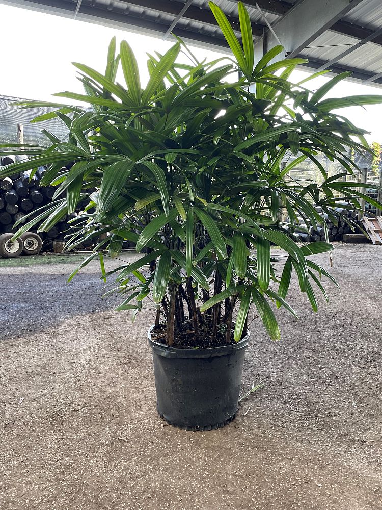rhapis-excelsa-florida-lady-palm