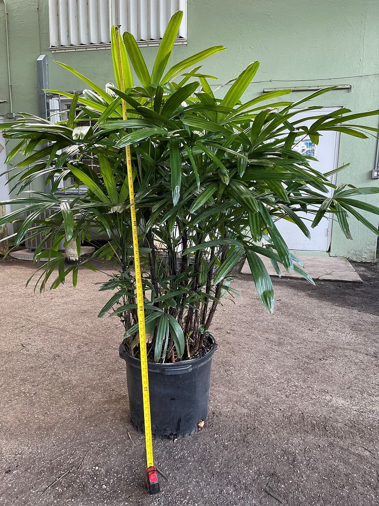 rhapis-excelsa-florida-lady-palm