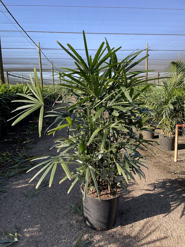 rhapis-excelsa-florida-lady-palm