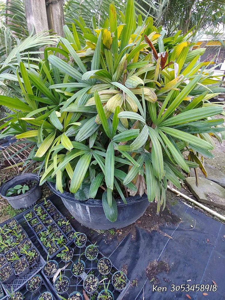 rhapis-excelsa-koban-puffy-leaf-lady-palm