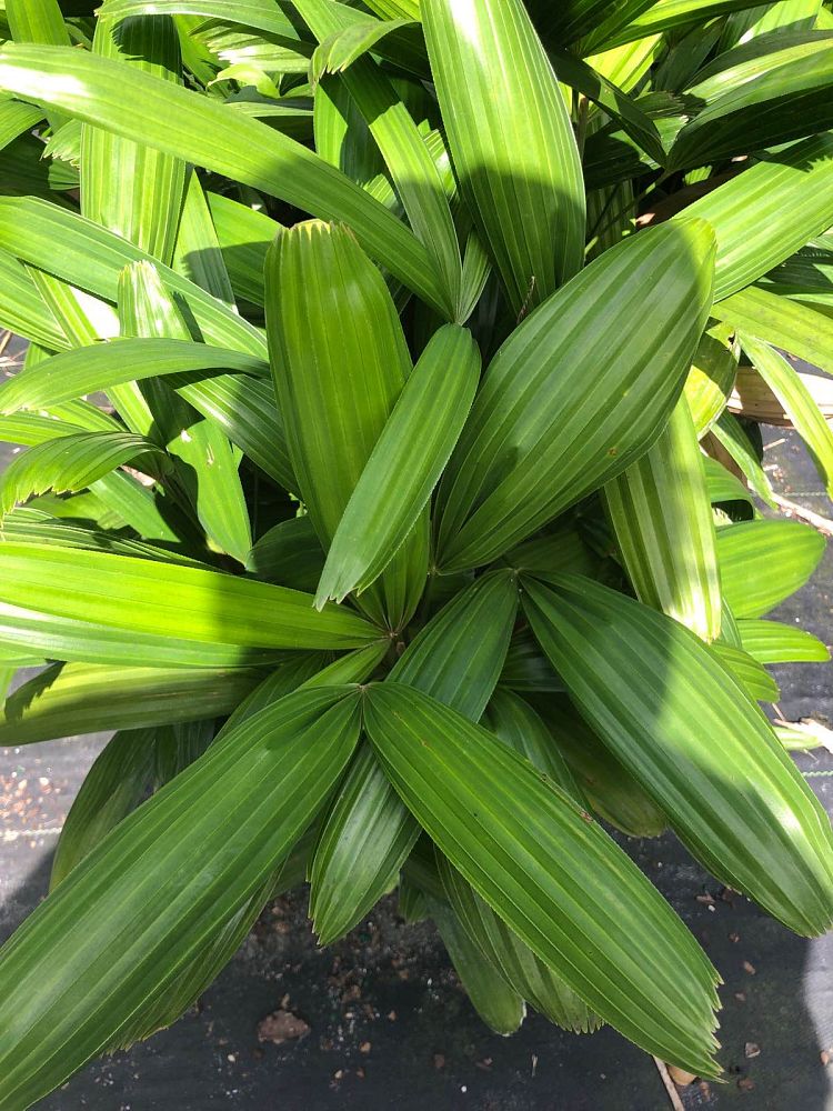 rhapis-excelsa-koban-puffy-leaf-lady-palm