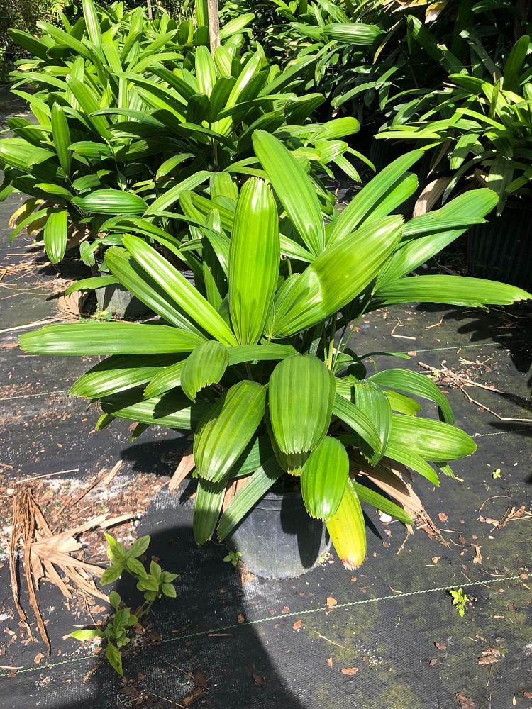 rhapis-excelsa-koban-puffy-leaf-lady-palm