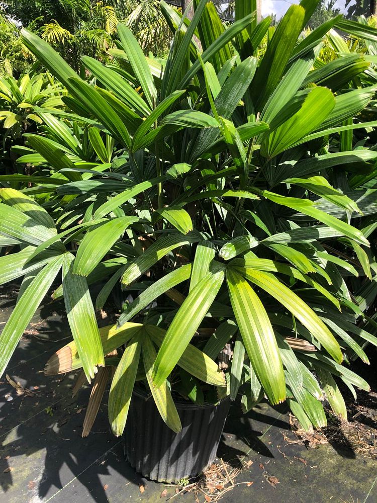 rhapis-excelsa-koban-puffy-leaf-lady-palm