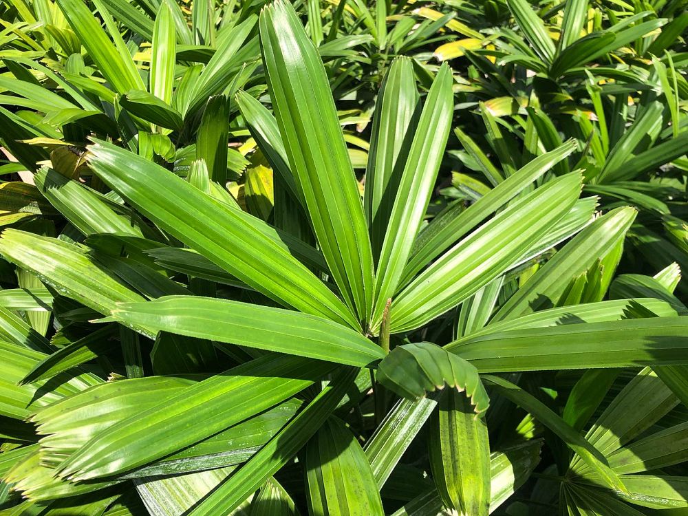 rhapis-excelsa-koban-puffy-leaf-lady-palm