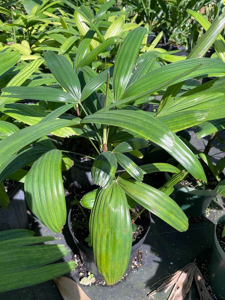 rhapis-excelsa-koban-puffy-leaf-lady-palm