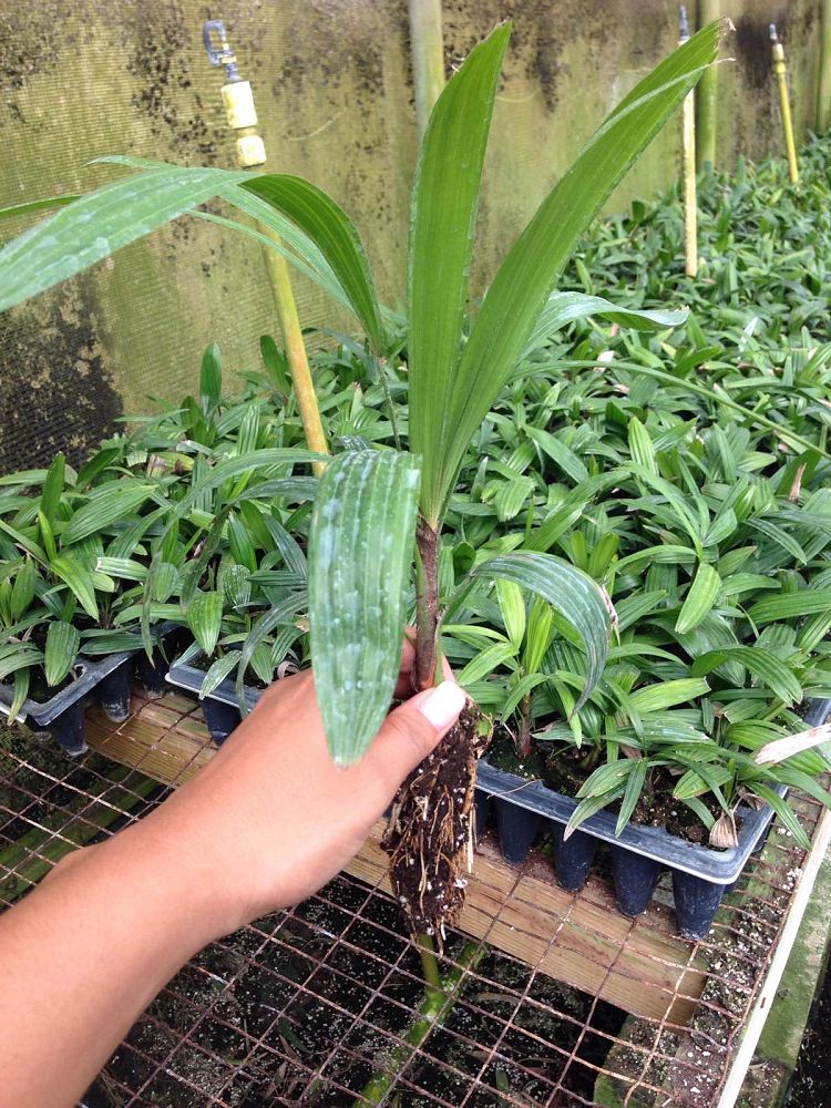 Pat ford nursery #10
