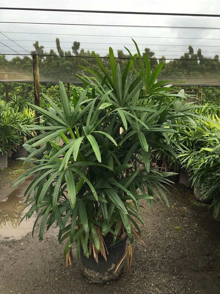 rhapis-excelsa-lady-palm