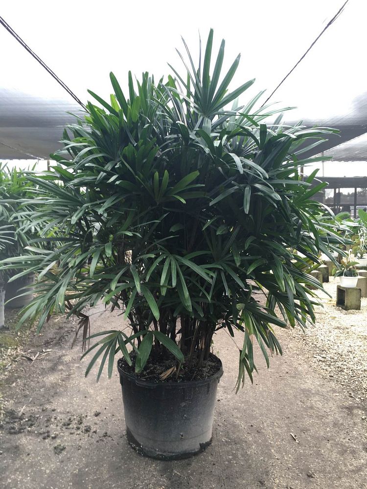 rhapis-excelsa-lady-palm