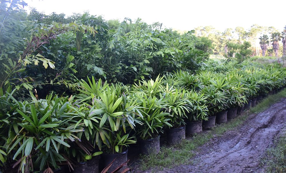 rhapis-excelsa-lady-palm