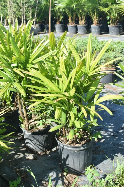 rhapis-excelsa-lady-palm