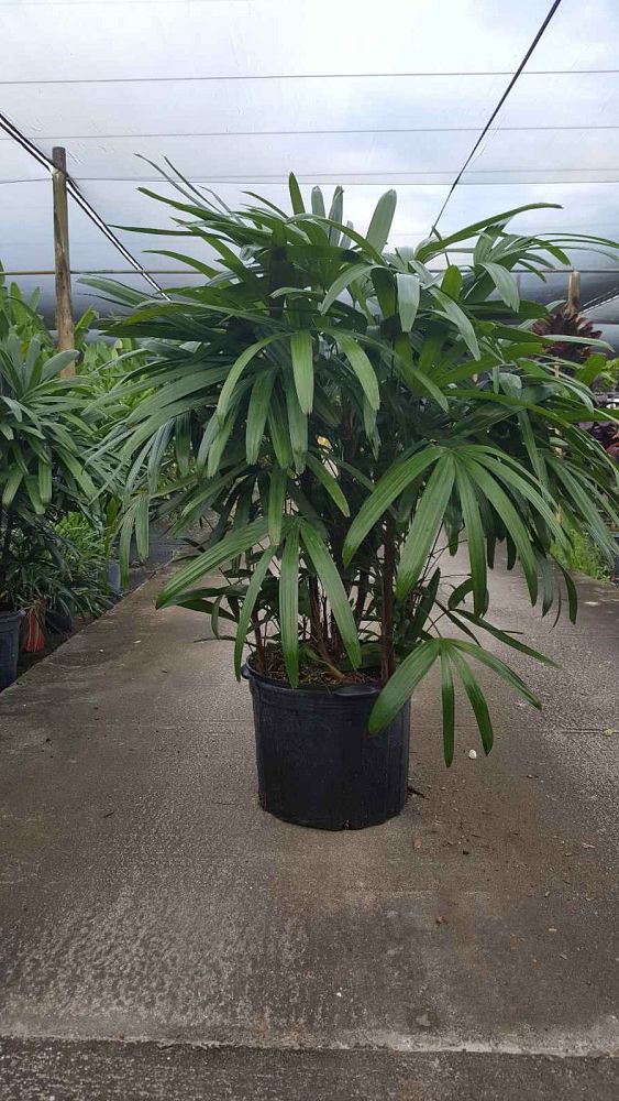 rhapis-excelsa-lady-palm