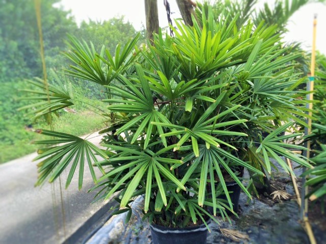 rhapis-excelsa-lady-palm