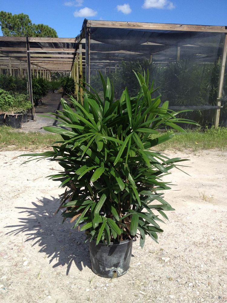 rhapis-excelsa-lady-palm