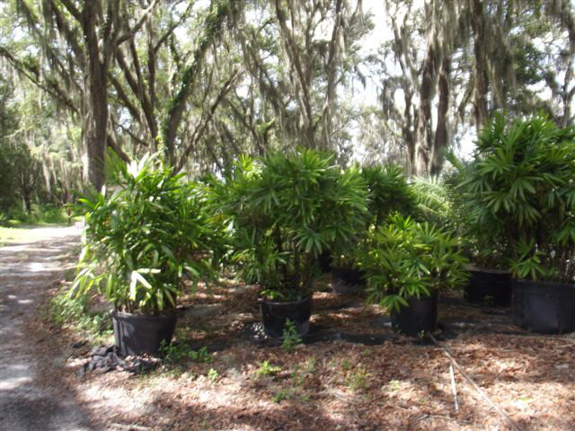 rhapis-excelsa-lady-palm
