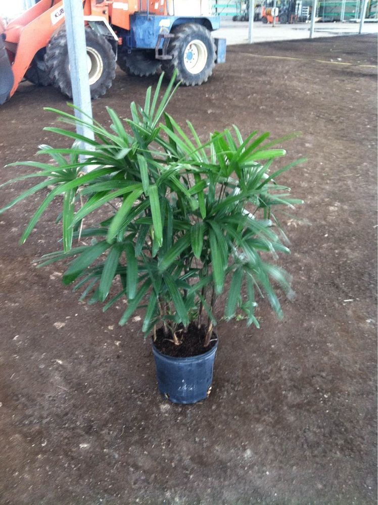 rhapis-excelsa-lady-palm