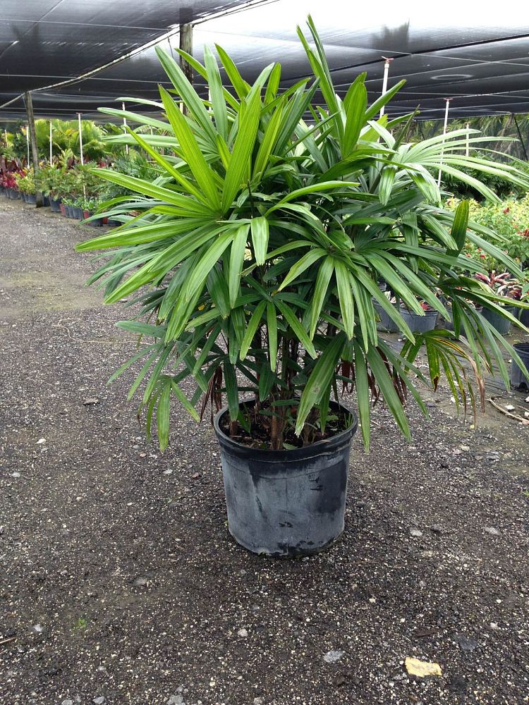 rhapis-excelsa-lady-palm