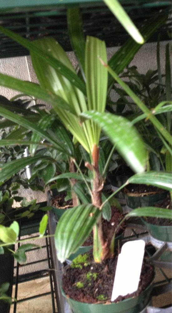 rhapis-excelsa-lady-palm