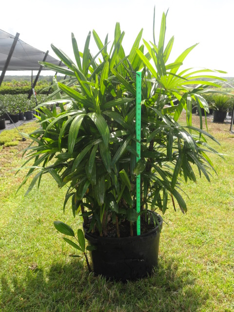 rhapis-excelsa-lady-palm