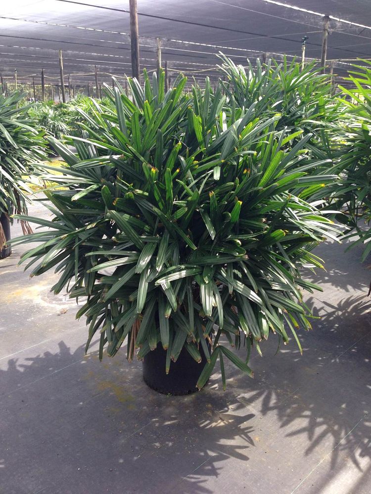 rhapis-excelsa-lady-palm