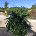 rhapis-excelsa-lady-palm