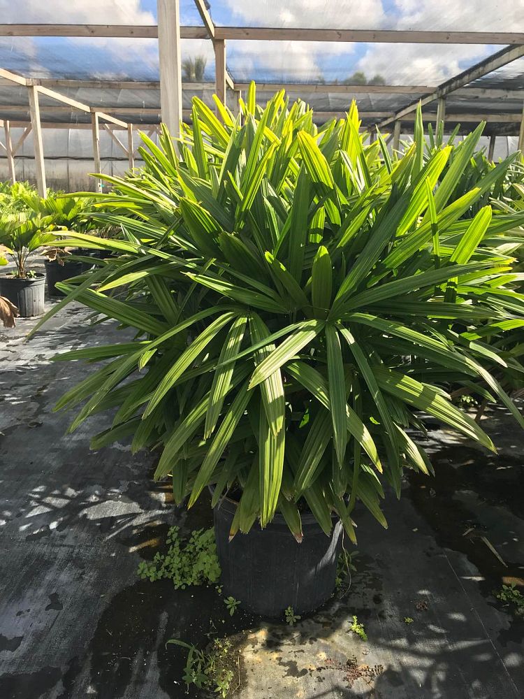 rhapis-excelsa-lady-palm