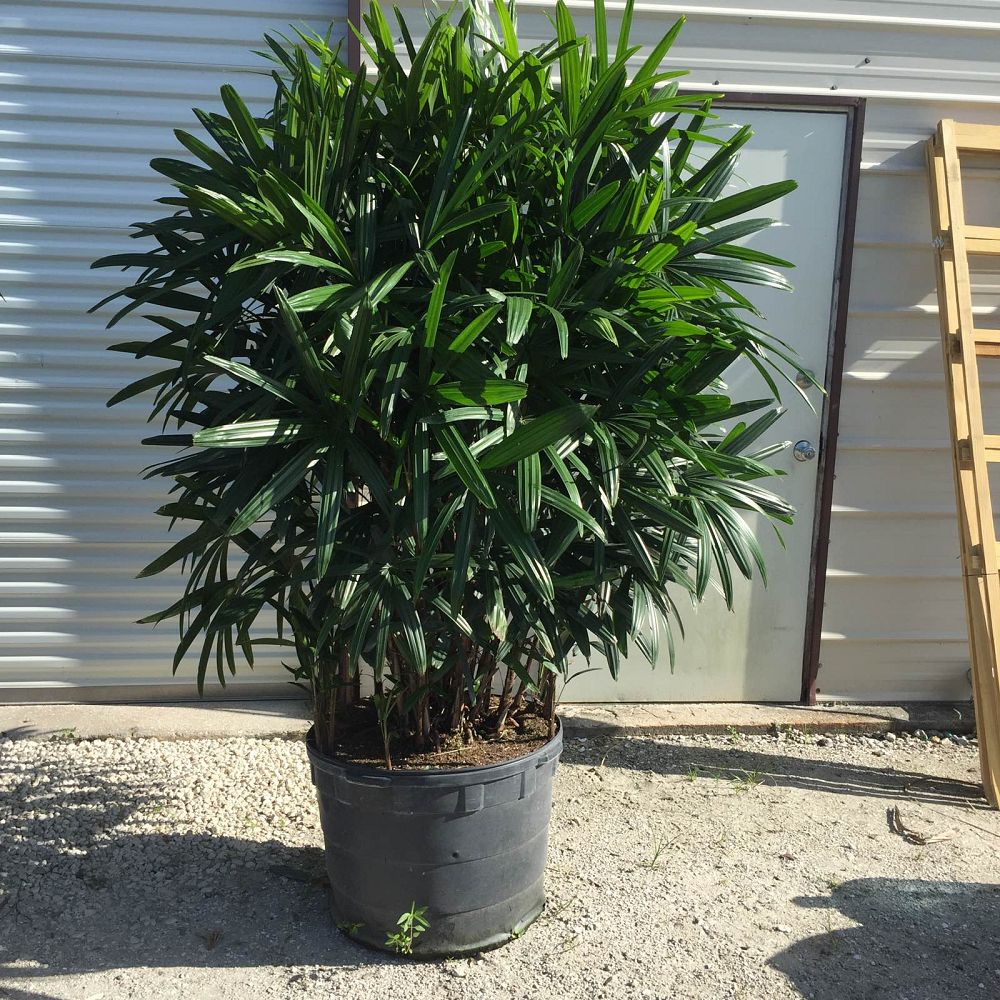 rhapis-excelsa-lady-palm
