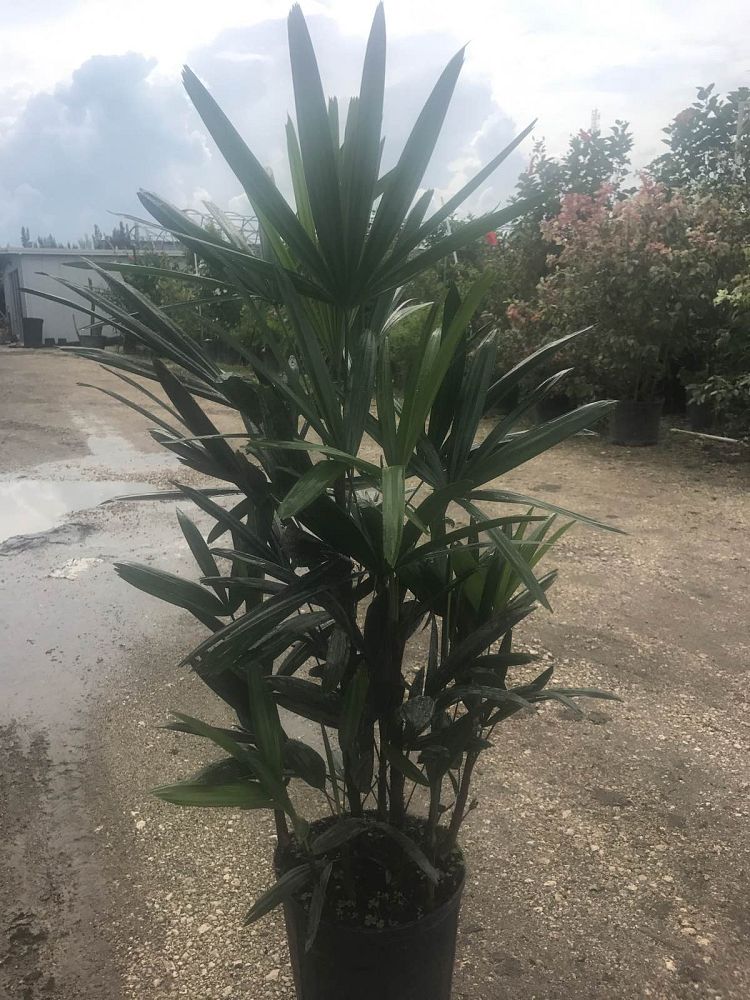 rhapis-excelsa-lady-palm