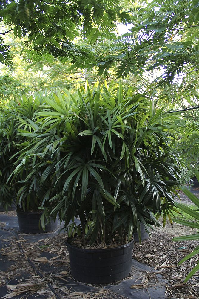 rhapis-excelsa-lady-palm