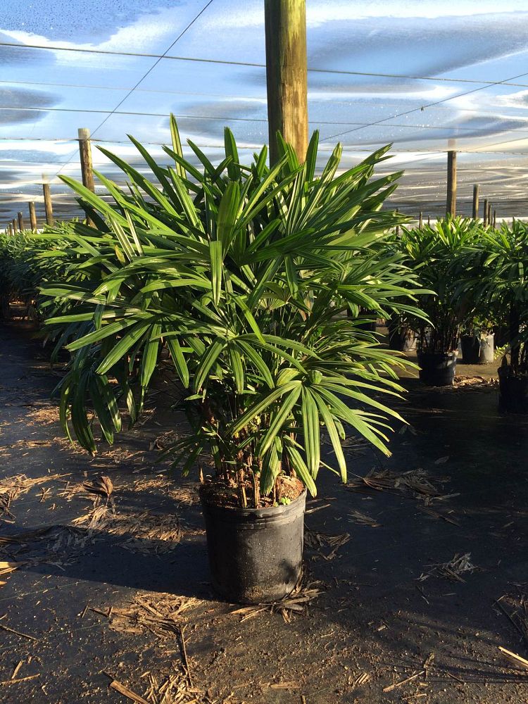 rhapis-excelsa-lady-palm