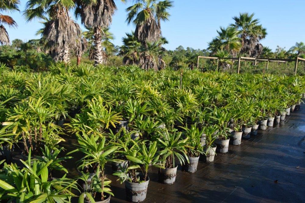 rhapis-excelsa-lady-palm