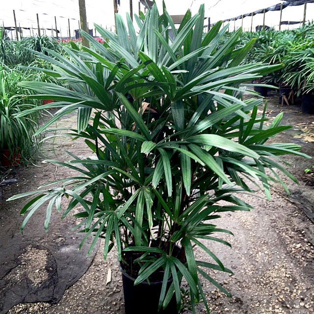 rhapis-excelsa-lady-palm