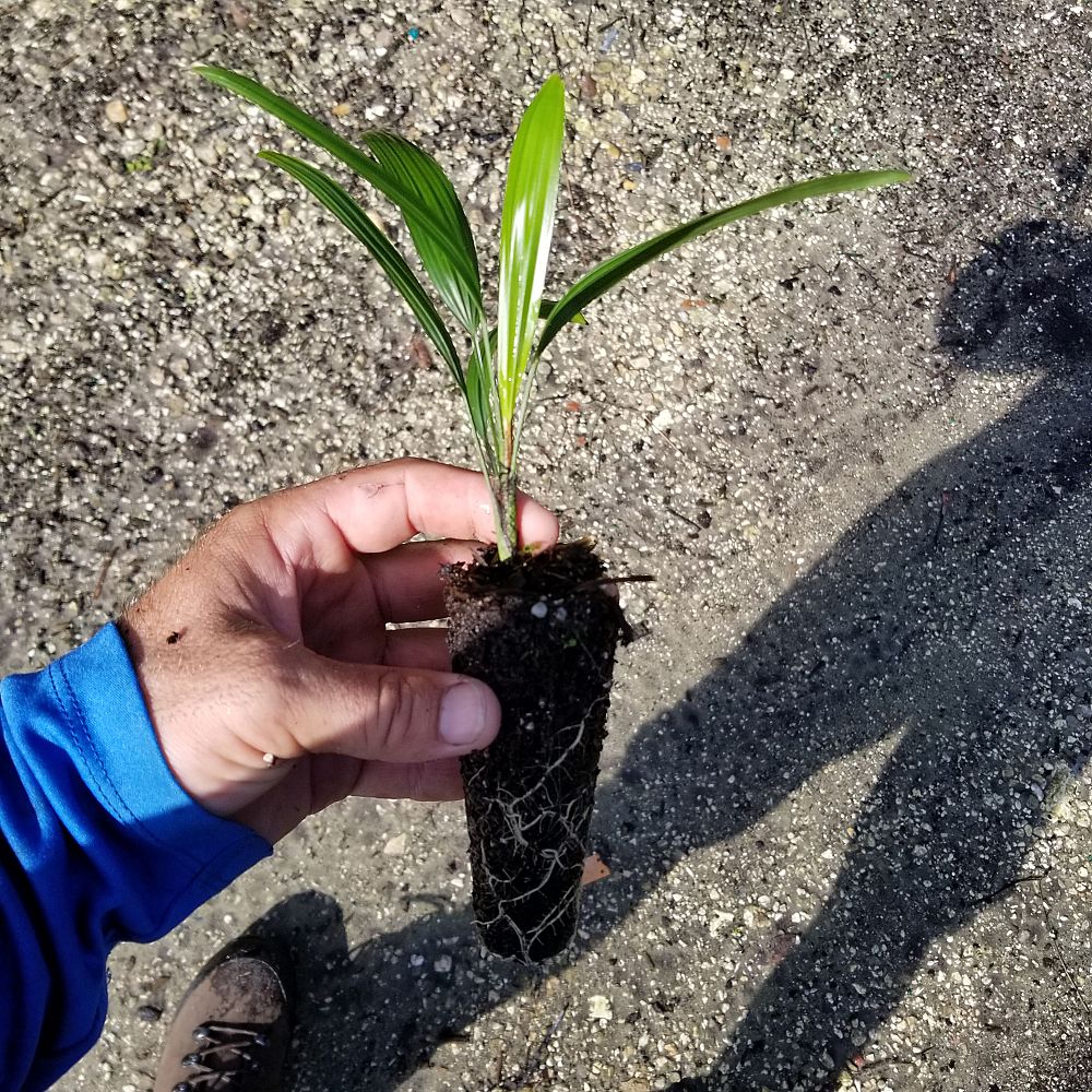 rhapis-excelsa-lady-palm