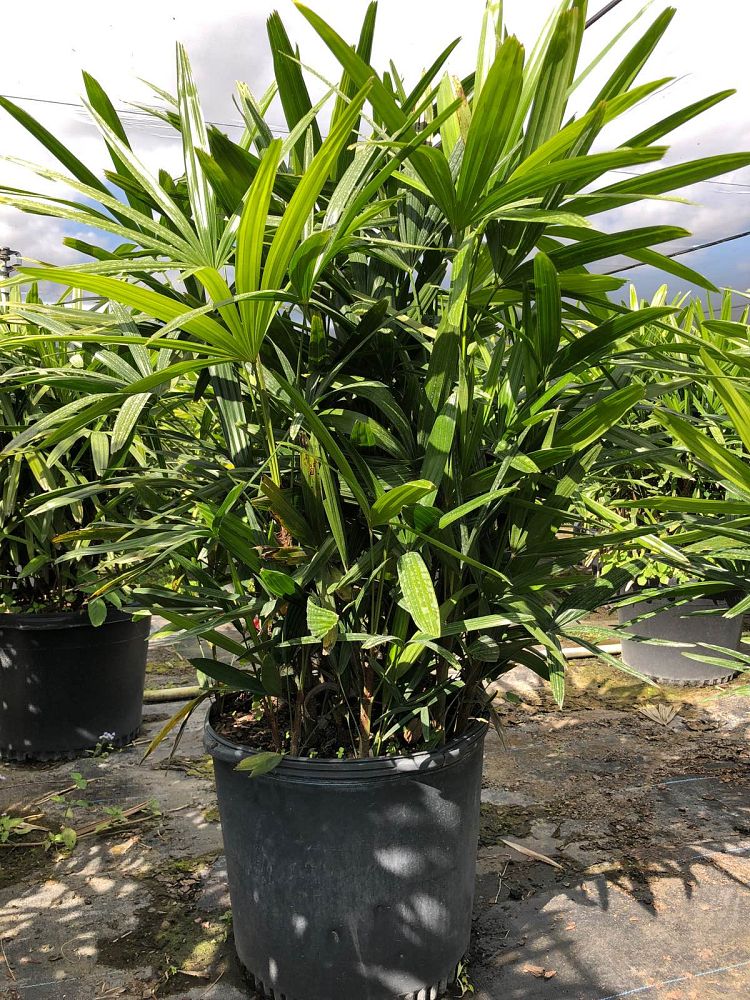 rhapis-excelsa-lady-palm