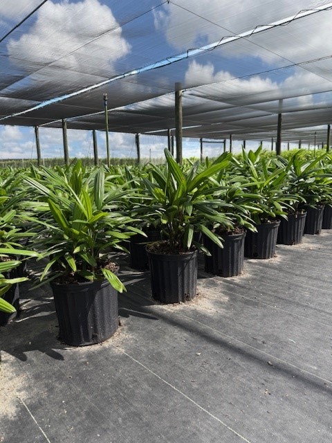 rhapis-excelsa-lady-palm