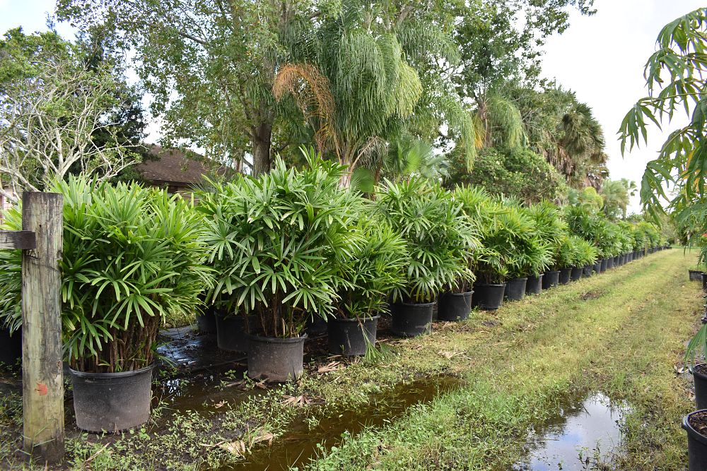 rhapis-excelsa-lady-palm