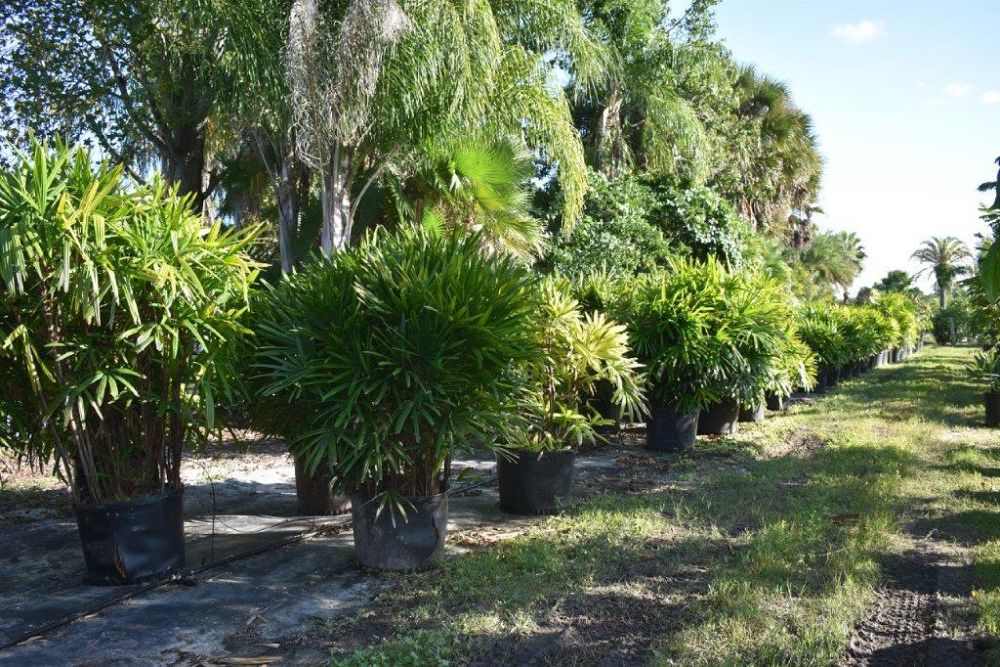 rhapis-excelsa-lady-palm