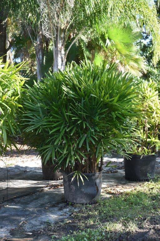 rhapis-excelsa-lady-palm