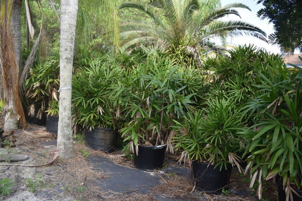 rhapis-excelsa-lady-palm