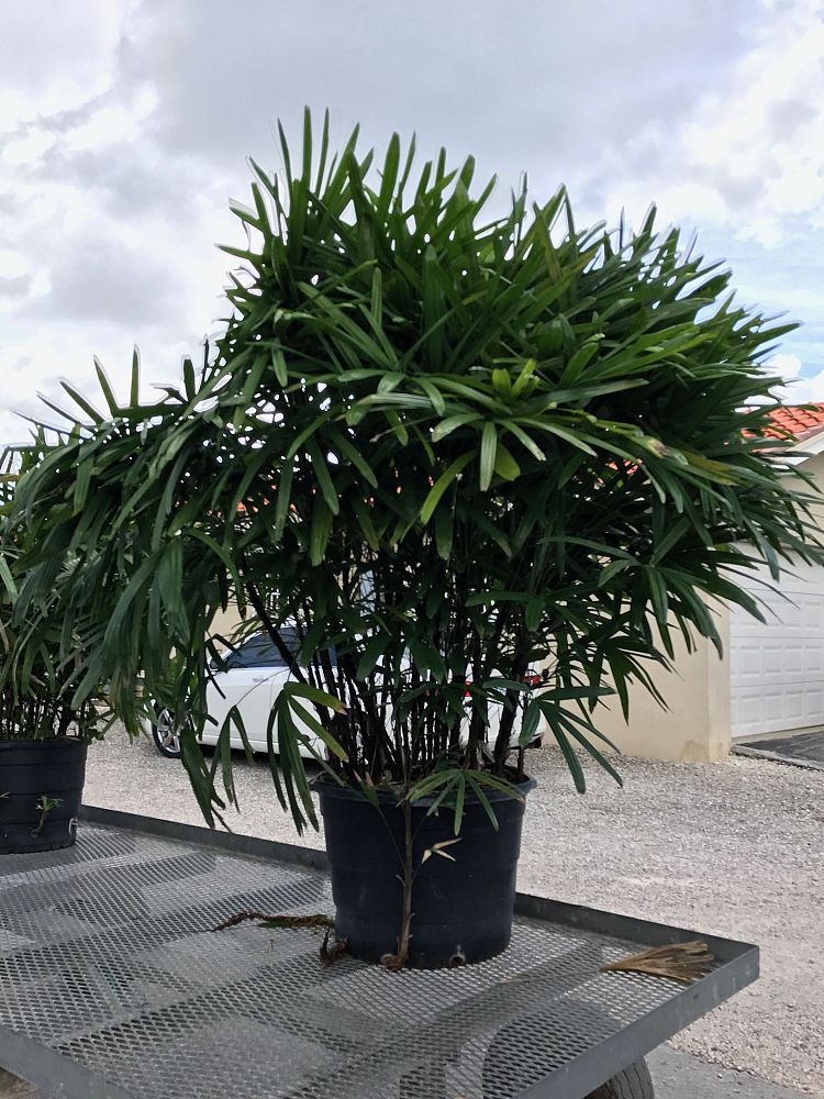 rhapis-excelsa-lady-palm