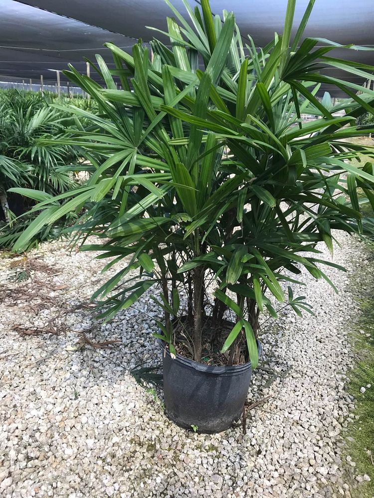 rhapis-excelsa-lady-palm