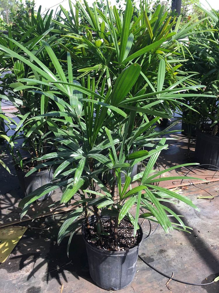 rhapis-excelsa-lady-palm