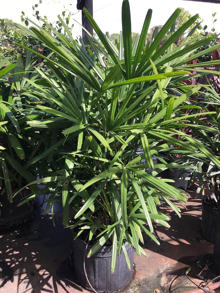 rhapis-excelsa-lady-palm